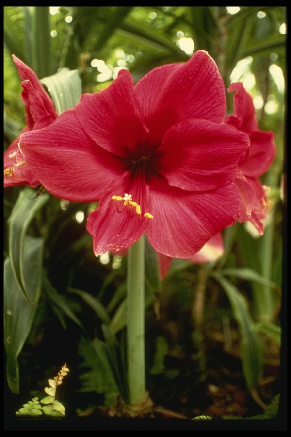 124099 Hippeastrum Cantata (Amaryllises) A4 Photo Print