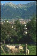 126018 Lamb At The Flank Of The Mountain A4 Photo Print