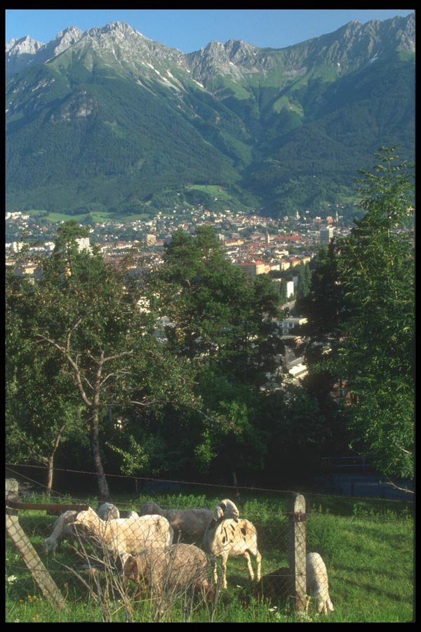 126018 Lamb At The Flank Of The Mountain A4 Photo Print