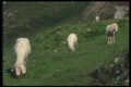 126032 Mountain Goat Grazing A4 Photo Print