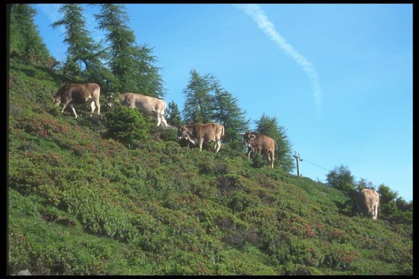 126055 Cows Grazing At Base Of Mountain A4 Photo Print