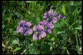 127000 Common Blue Violet (Viola Papilionacea) A4 Photo Print