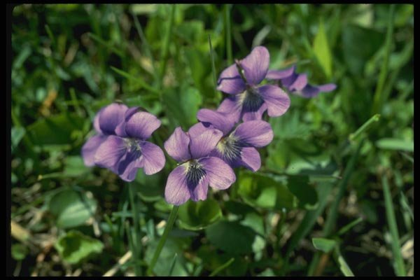 127000 Common Blue Violet (Viola Papilionacea) A4 Photo Print