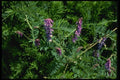 127001 Cow Vetch (Vicia Cracca) A4 Photo Print