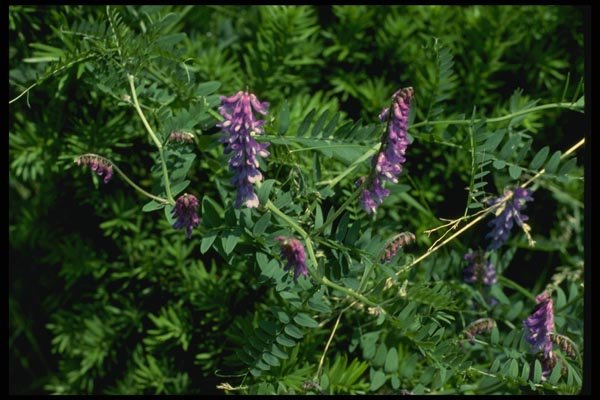 127001 Cow Vetch (Vicia Cracca) A4 Photo Print