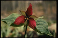127002 Red Trillium (Trillium Erectum) A4 Photo Print