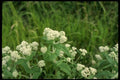 127003 Boneset (Eupatorium Perfoliatum) A4 Photo Print