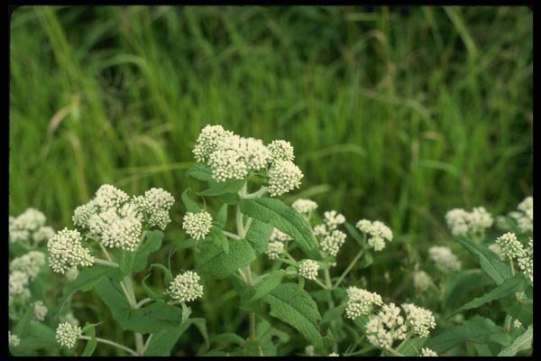 127003 Boneset (Eupatorium Perfoliatum) A4 Photo Print