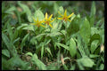 127004 Trout Lily (Erythronium Americanum) A4 Photo Print