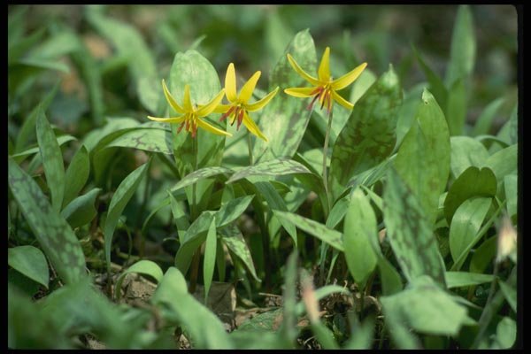 127004 Trout Lily (Erythronium Americanum) A4 Photo Print