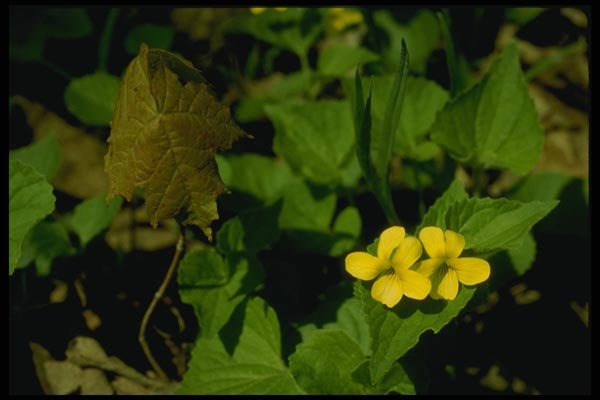 127005 Pennsylvania Yellow Violet (Viola Pennsylvanica) A4 Photo Print