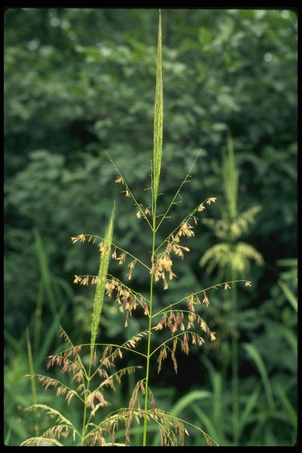 127006 Wild Rice (Zizania Aquatica) A4 Photo Print