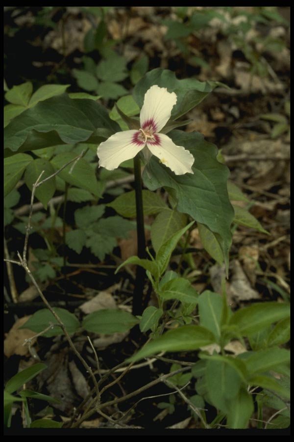 127007 Painted Trillium (Trillium Undulatum) A4 Photo Print