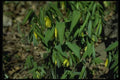 127008 Large Flowered Bellwort (Uvularia Grandiflora) A4 Photo Print
