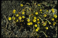127009 Coltsfoot (Tussilago Farfara) A4 Photo Print