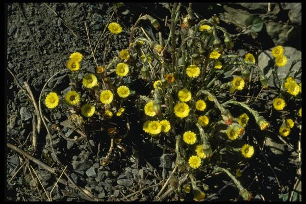 127009 Coltsfoot (Tussilago Farfara) A4 Photo Print