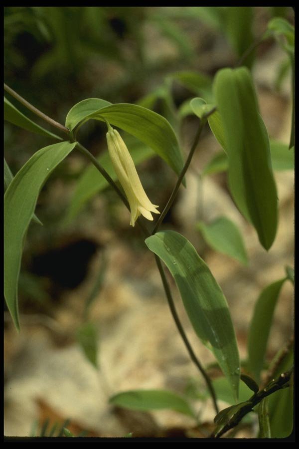 127010 Sessile Leaved Bellwort (Uvularia Sessilifolia) A4 Photo Print