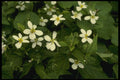 127011 White Violet (Viola Canadensis) A4 Photo Print