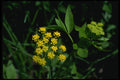 127012 Golden Meadow Parsnip (Zizia Aurea) A4 Photo Print