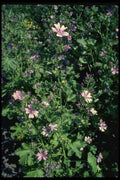 127013 Tall Mallow (Malva Sylvestris) A4 Photo Print
