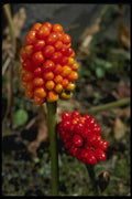 127014 Jack In The Pulpit (Arisaema Atrorubens Var. Zebrinum) A4 Photo Print