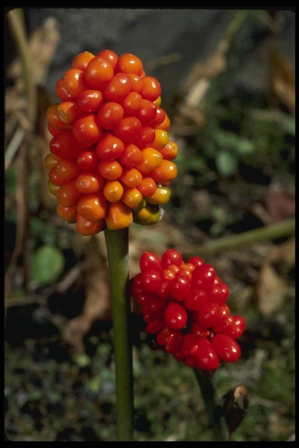 127014 Jack In The Pulpit (Arisaema Atrorubens Var. Zebrinum) A4 Photo Print