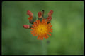 127015 Orange Hawkweed (Hieracium Aurantiacum) A4 Photo Print