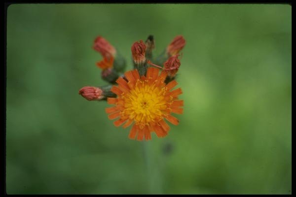 127015 Orange Hawkweed (Hieracium Aurantiacum) A4 Photo Print