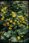 127016 Marsh Marigold (Caltha Palustris) A4 Photo Print