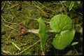 127018 Wild Ginger (Asarum Canadense) A4 Photo Print