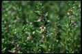127019 Sea Milkwort (Glaux Maritima Var. Obtusifolia) A4 Photo Print