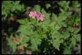 127020 Red Robin (Geranium Robertianum) A4 Photo Print