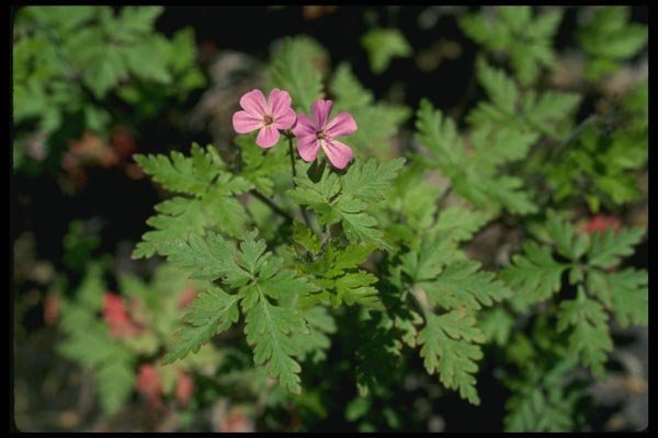 127020 Red Robin (Geranium Robertianum) A4 Photo Print