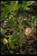 127021 Jack In The Pulpit (Arisaema Atrorubens Var. Zebrinum) A4 Photo Print