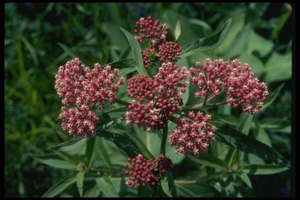 127023 Swamp Milkweed (Asclepias Incarnata) A4 Photo Print