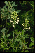 127024 Wild Orchid (Plantanthera Blephariglottis) A4 Photo Print