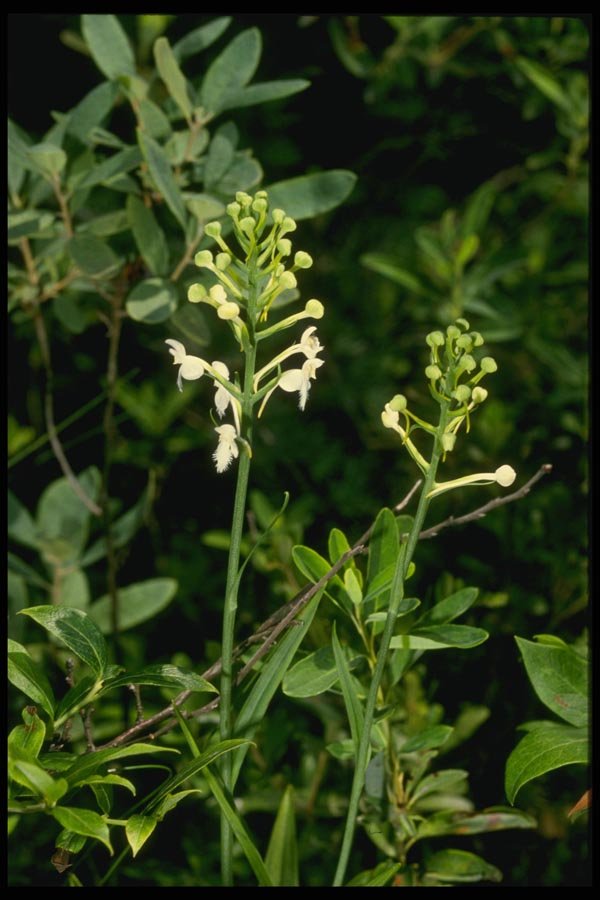 127024 Wild Orchid (Plantanthera Blephariglottis) A4 Photo Print