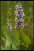 127025 Pickerelweed (Pontederia Cordata L.) A4 Photo Print
