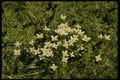 127026 Bluets (Houstonia Caerulea) A4 Photo Print