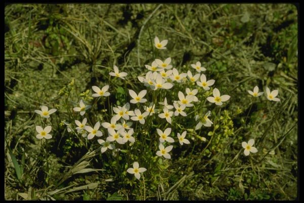 127026 Bluets (Houstonia Caerulea) A4 Photo Print