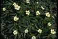 127027 Canadian Anemone (Anemone Canadensis) A4 Photo Print
