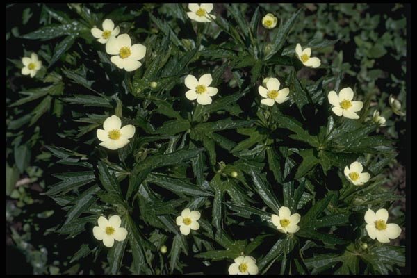 127027 Canadian Anemone (Anemone Canadensis) A4 Photo Print