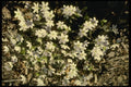 127028 American Liverleaf (Hepatica Americana) A4 Photo Print