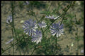 127029 Chicory (Chichorium Intybus) A4 Photo Print