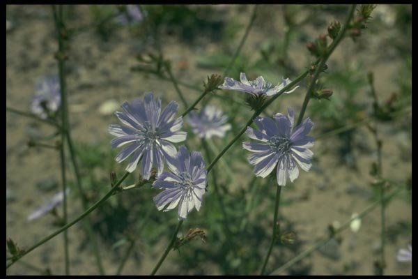 127029 Chicory (Chichorium Intybus) A4 Photo Print