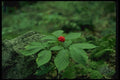 127030 Wild Ginseng (Panax Quinquefolius) A4 Photo Print