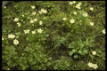 127031 Grass Of Parnassus (Parnassia Glauca) A4 Photo Print