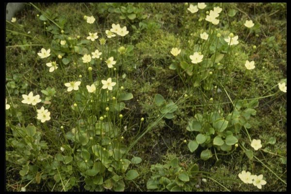 127031 Grass Of Parnassus (Parnassia Glauca) A4 Photo Print
