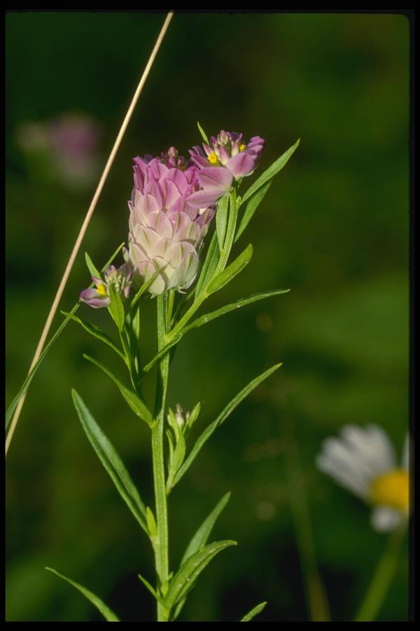 127032 Field Milkwort (Polygala Sanguinea) A4 Photo Print
