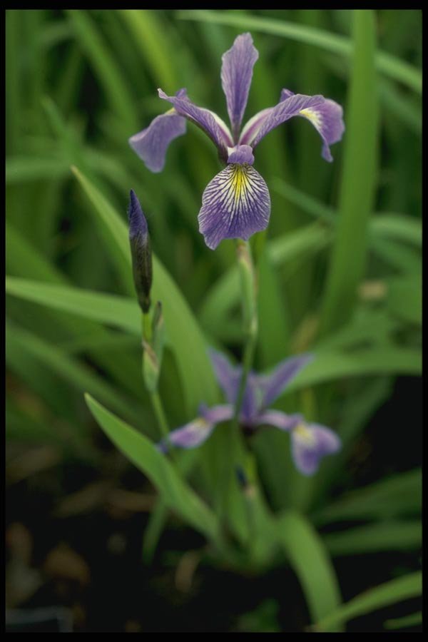 127033 Larger Blue Flag (Iris Versicolor) A4 Photo Print